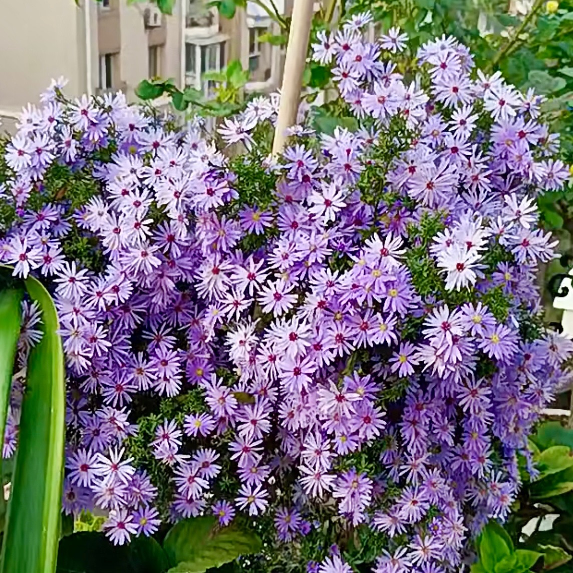 千朵小卡罗耐热耐寒花期长