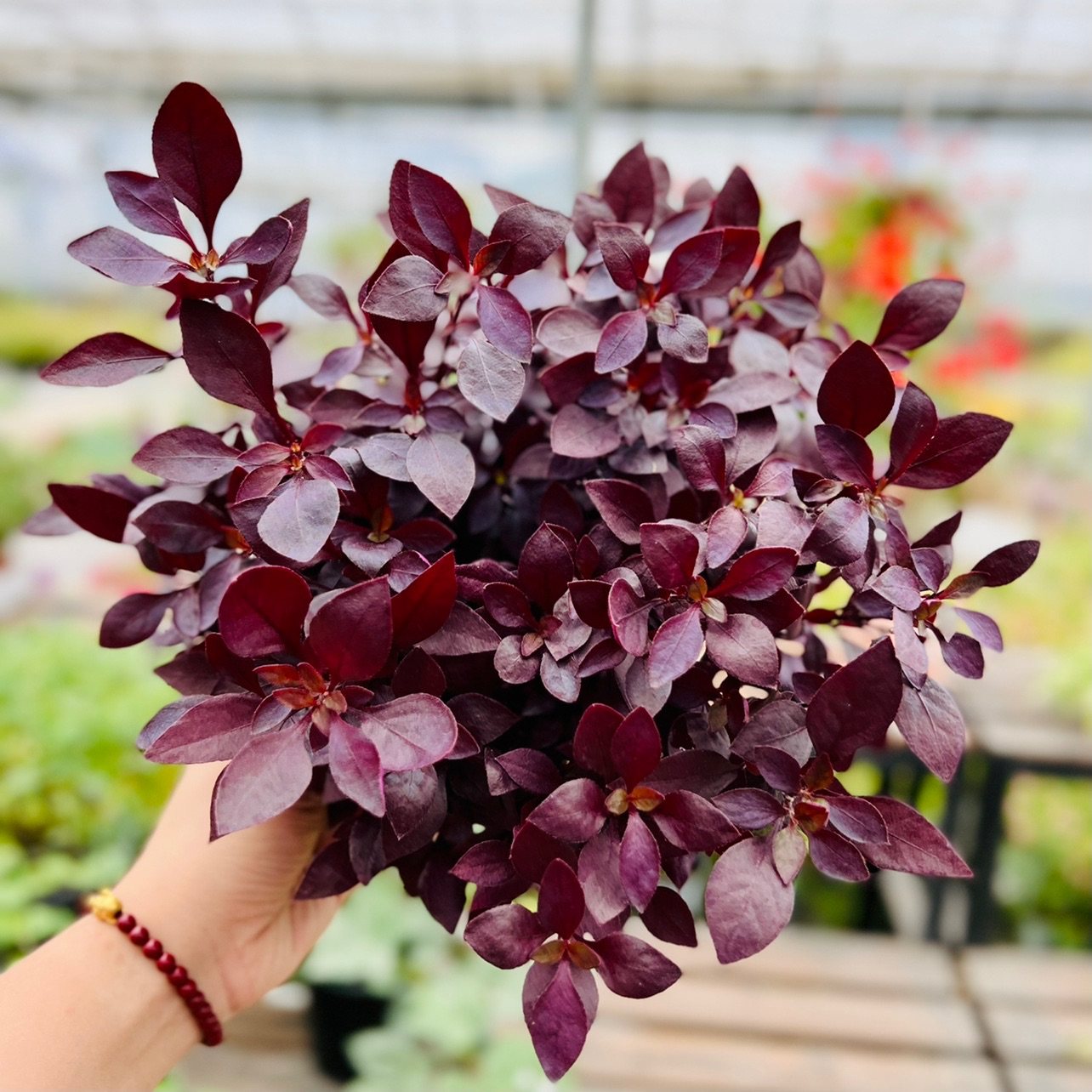 紫叶莲子草盆栽耐热耐寒新品种花卉宿根花镜植物喜阳绿植花园调色