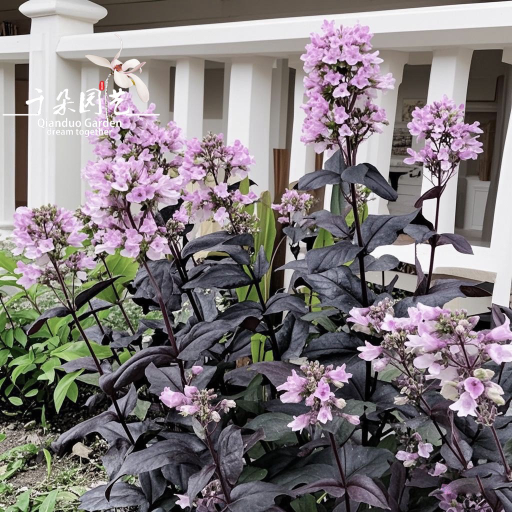 毛地黄钓钟柳盆栽苗多年生常绿宿根花镜花卉植物耐寒耐热庭院户外