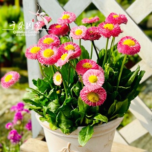 可爱蛋糕小雏菊盆栽带花阳台庭院开花植物冬春时令花卉耐寒易爆盆