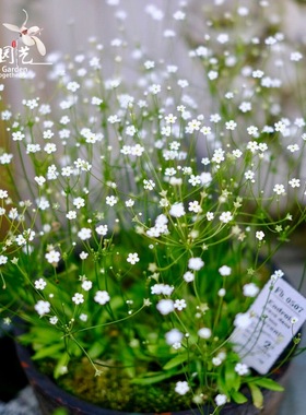 点地梅盆栽花苗带花户外花镜植物阳台东北耐寒新手好养爆花小机器
