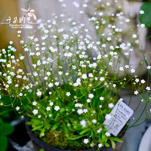 点地梅盆栽花苗带花户外花镜植物阳台东北耐寒新手好养爆花小机器