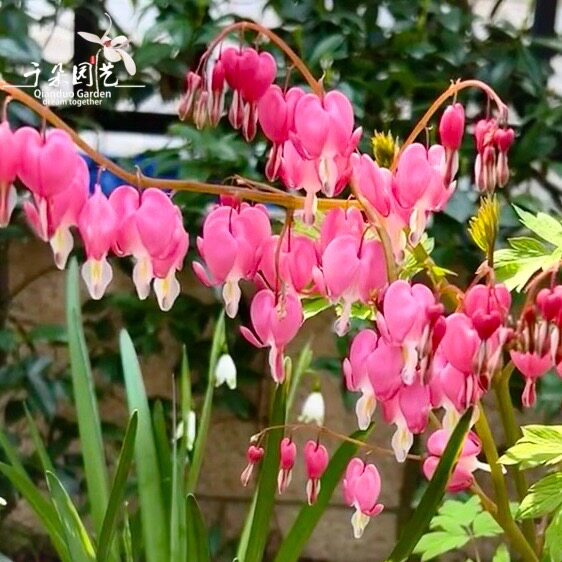 荷包牡丹盆栽带花大苗多年生耐寒耐阴户外花镜植物线型花新手好养