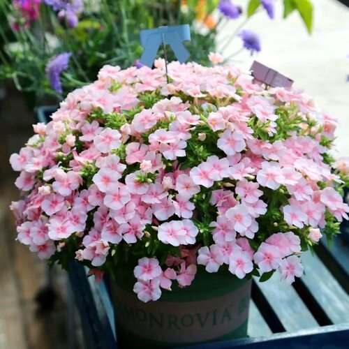 福禄考荷兰小姐盆栽花苗常绿植物花镜材料花园阳台开花多年生花卉