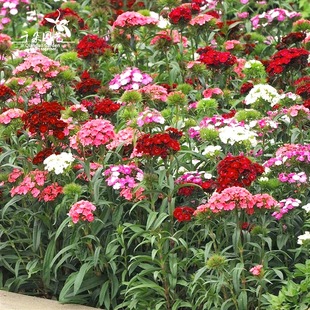 美国霹雳绣球石竹盆栽耐热耐寒阳台开花植物花期超长庭院宿根花卉