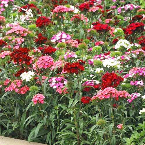 绣球石竹多年生宿根花期超长耐寒
