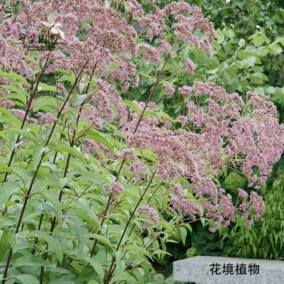 大麻叶泽兰多年生宿根植物庭院