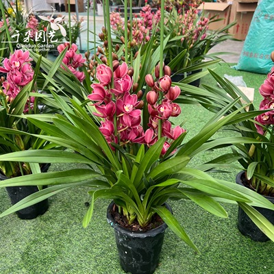 大花蕙兰盆栽带花苞兰花苗新年宵花盆栽惠兰喜庆花卉植物室内花
