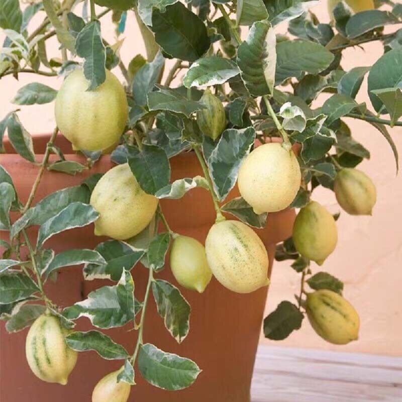 新品种盆景斑叶柠檬盆栽苗美国粉色柠檬阳台观果植物花卉四季开花