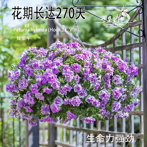 千朵园艺进口矮牵牛多年生花期长