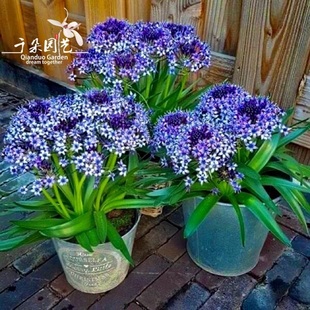 进口植物地中海蓝钟花盆栽苗蓝宝石耐热耐寒户外花卉多年生球根