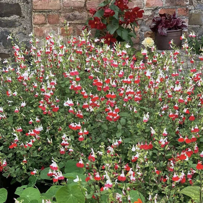 樱桃鼠尾草红唇盆栽大苗带花苞耐热耐寒庭院户外花卉耐阴宿根绿植