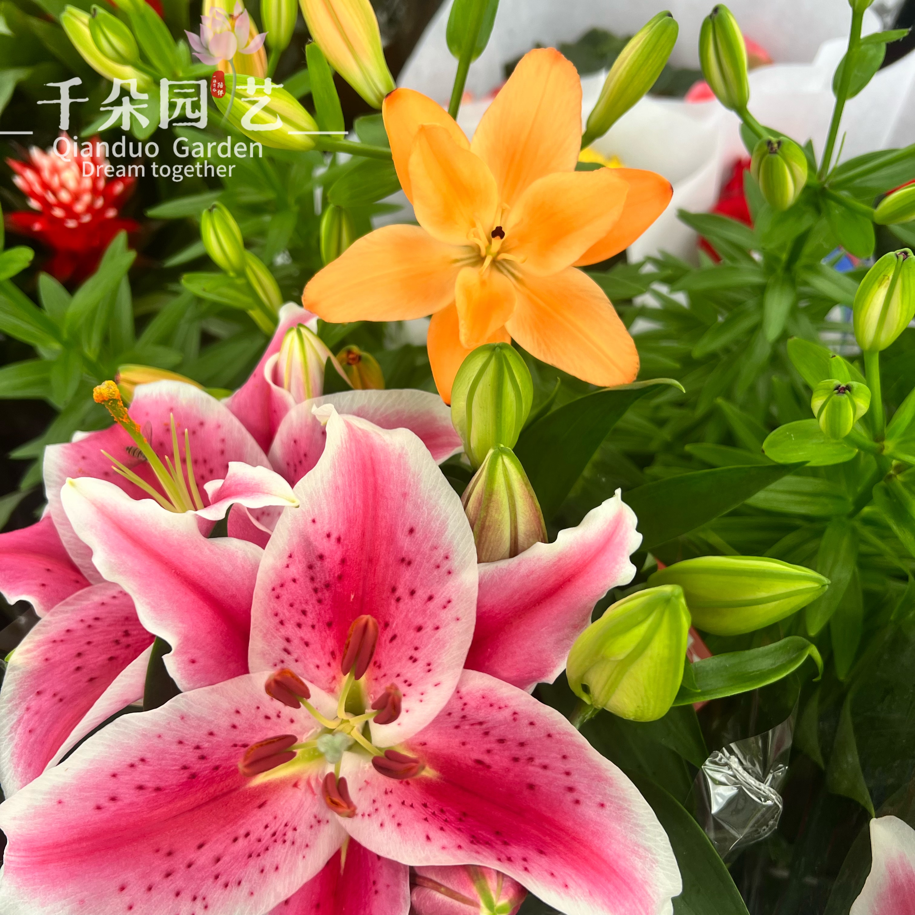 香水百合 成品盆栽带花苞发货包邮开花好养绿植室内阳台客厅推荐