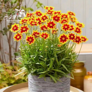 大花金鸡菊盆栽花苗阳台庭院植物多年生耐热耐寒花卉耐晒花期长