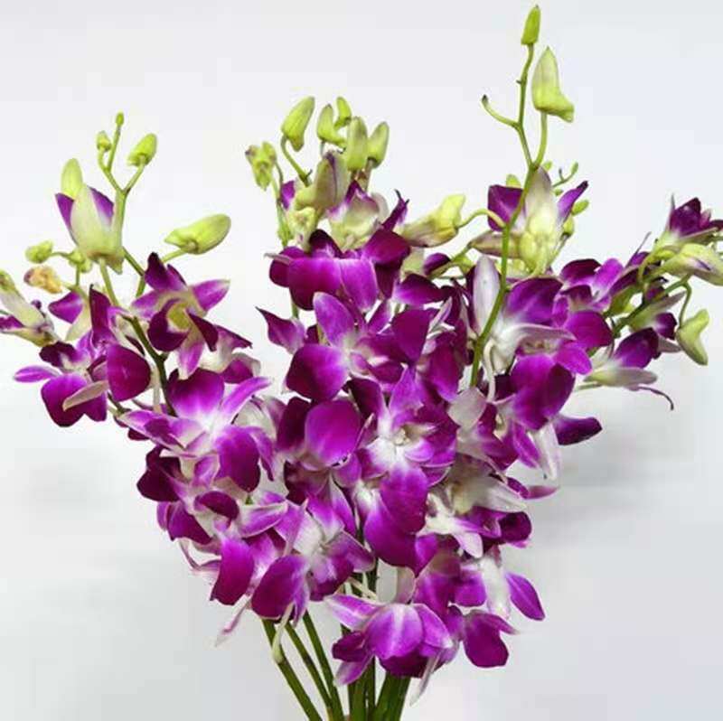 泰国洋兰跳舞兰文心兰鲜切花水养插花酒店婚宴摆盘花航空一扎包邮