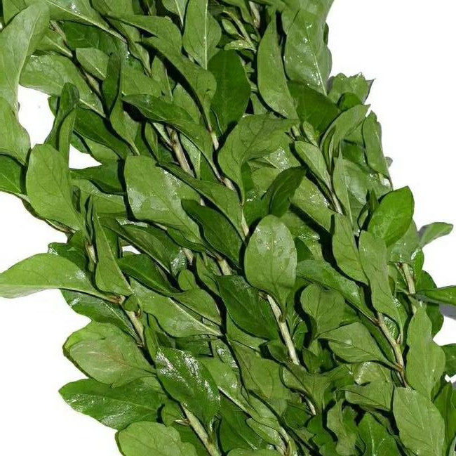 500克枸杞叶带枝条叶子连枝带叶新鲜枸杞菜煮汤食材