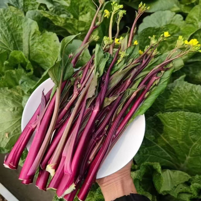 红菜苔新鲜现摘湖北红菜苔应季新鲜蔬菜