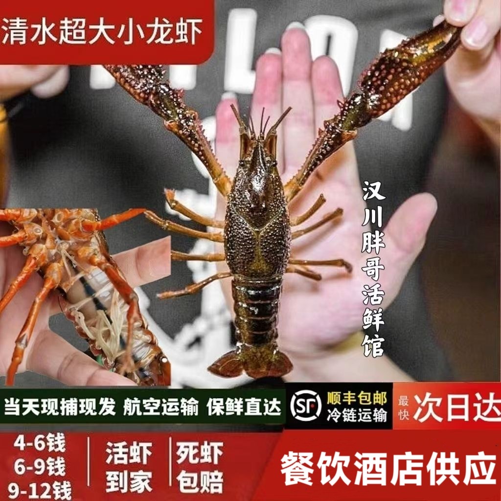 鲜活小龙虾湖北新鲜小龙虾活的龙虾特大炮头清水小龙虾青红壳虾