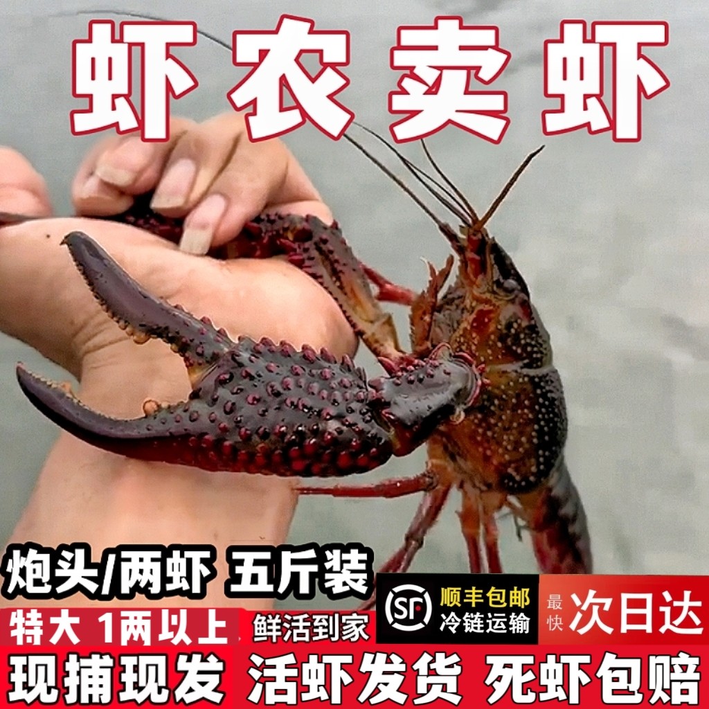 鲜活小龙虾特大10钱虾王汉川汈汊湖特大炮头虾淡水虾水产顺丰包邮