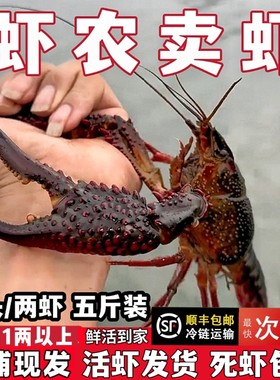 5斤超大1两鲜活小龙虾炮头两虾