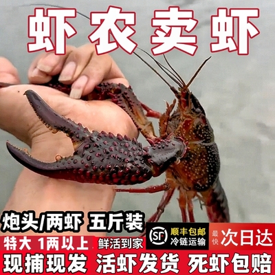 5斤超大1两鲜活小龙虾炮头两虾