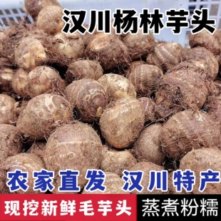 汉川特产杨林沟小芋头毛芋头新鲜粉糯牛奶小香芋薯仔芋蔬菜苔