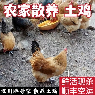 湖北汉川特产农家散养土鸡新鲜现杀土鸡 顺丰包邮