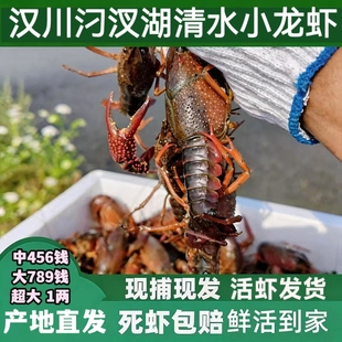 鲜活小龙虾湖北特大炮头清水小龙虾青红壳虾批发餐饮商用顺丰包邮