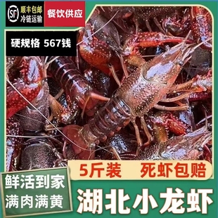 5斤567钱 湖北小龙虾鲜活青壳红壳特大龙虾水产淡水清水虾活虾