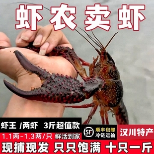 3斤1.1-1.3两炮头小龙虾鲜活现捕特大号小龙虾活虾现发新鲜水产品