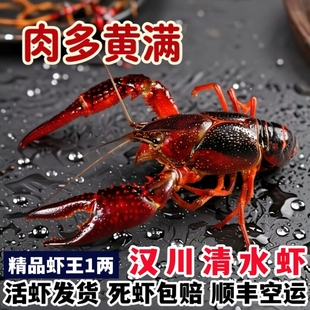 小龙虾鲜活 特大炮头 湖北清水小龙虾红壳现捕现发顺丰包邮