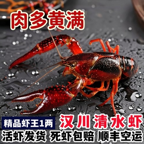 湖北小龙虾特大淡水3斤5斤