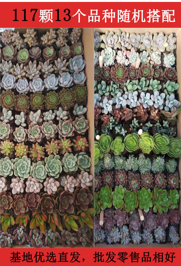 多肉植物 117棵13个品种 混搭套装一件一整箱批發包邮绿植组合
