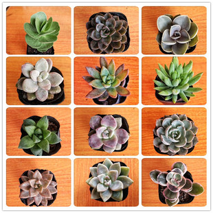 紫乐 乙女心 奥普琳娜 黄丽 多肉植物组合盆栽防辐射办公室萌肉肉