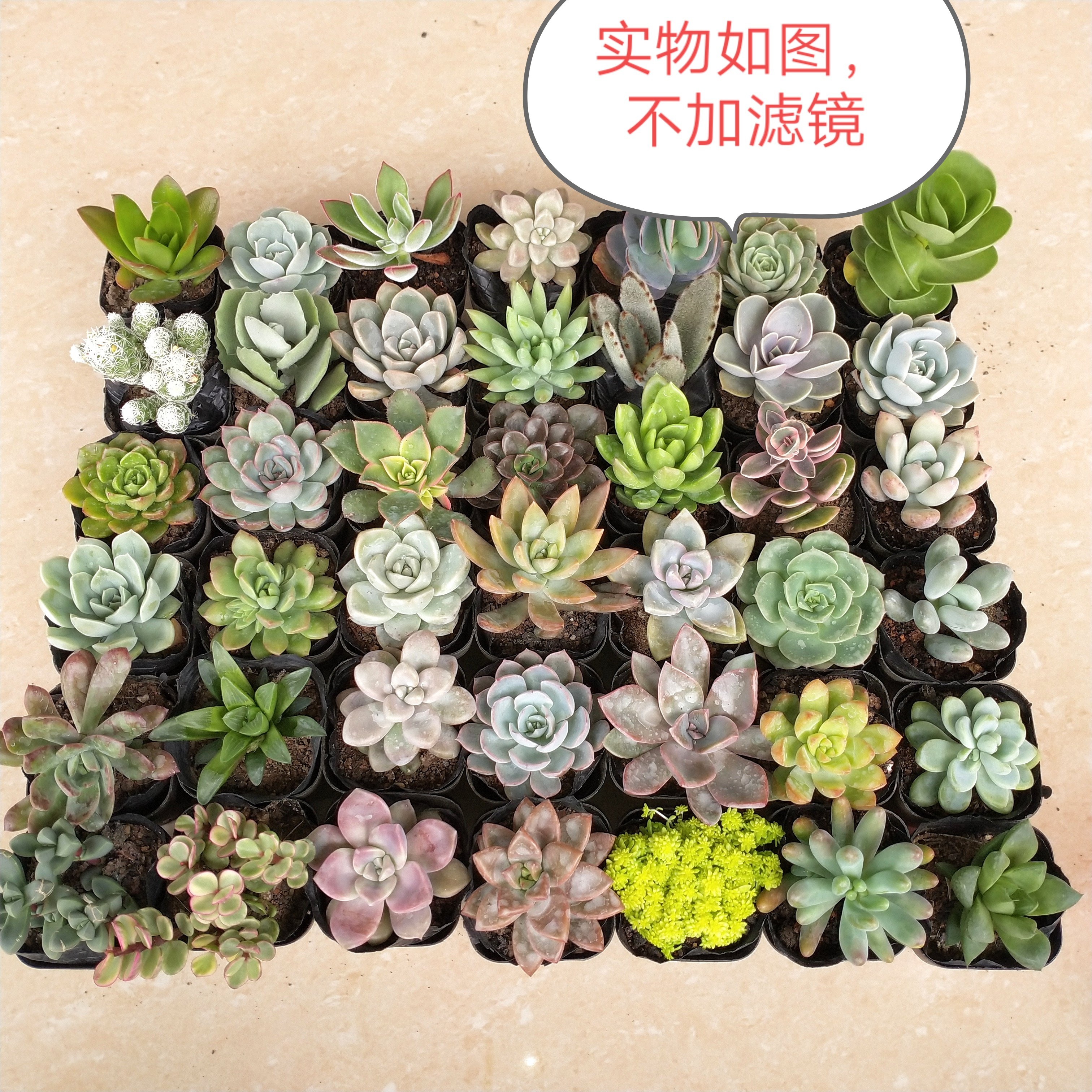 多肉植物组合盆栽新手套餐新款肉肉绿植小盆栽好养易活含盆土包邮