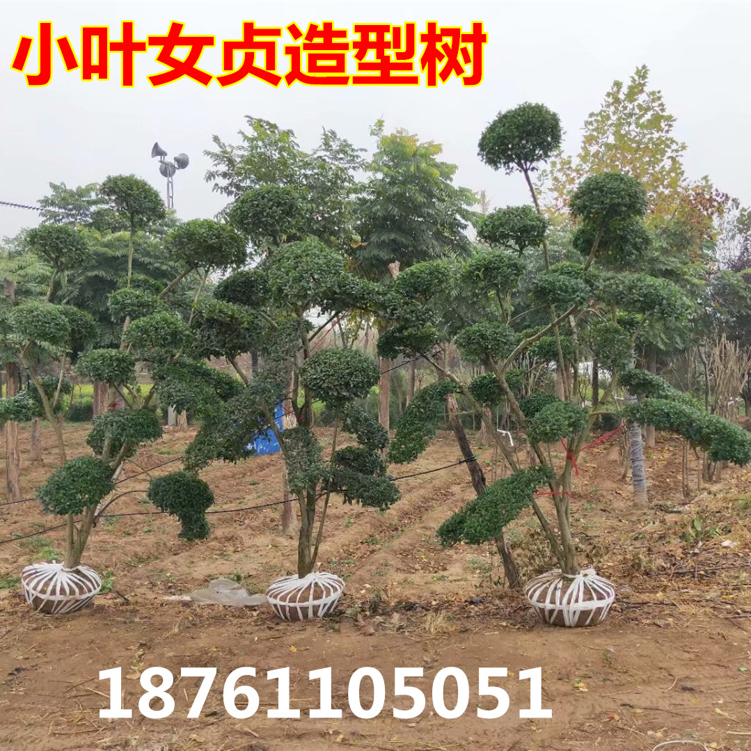 小叶女贞造型盆景 绿化苗木 庭院栽植四季常青小叶女贞造型树