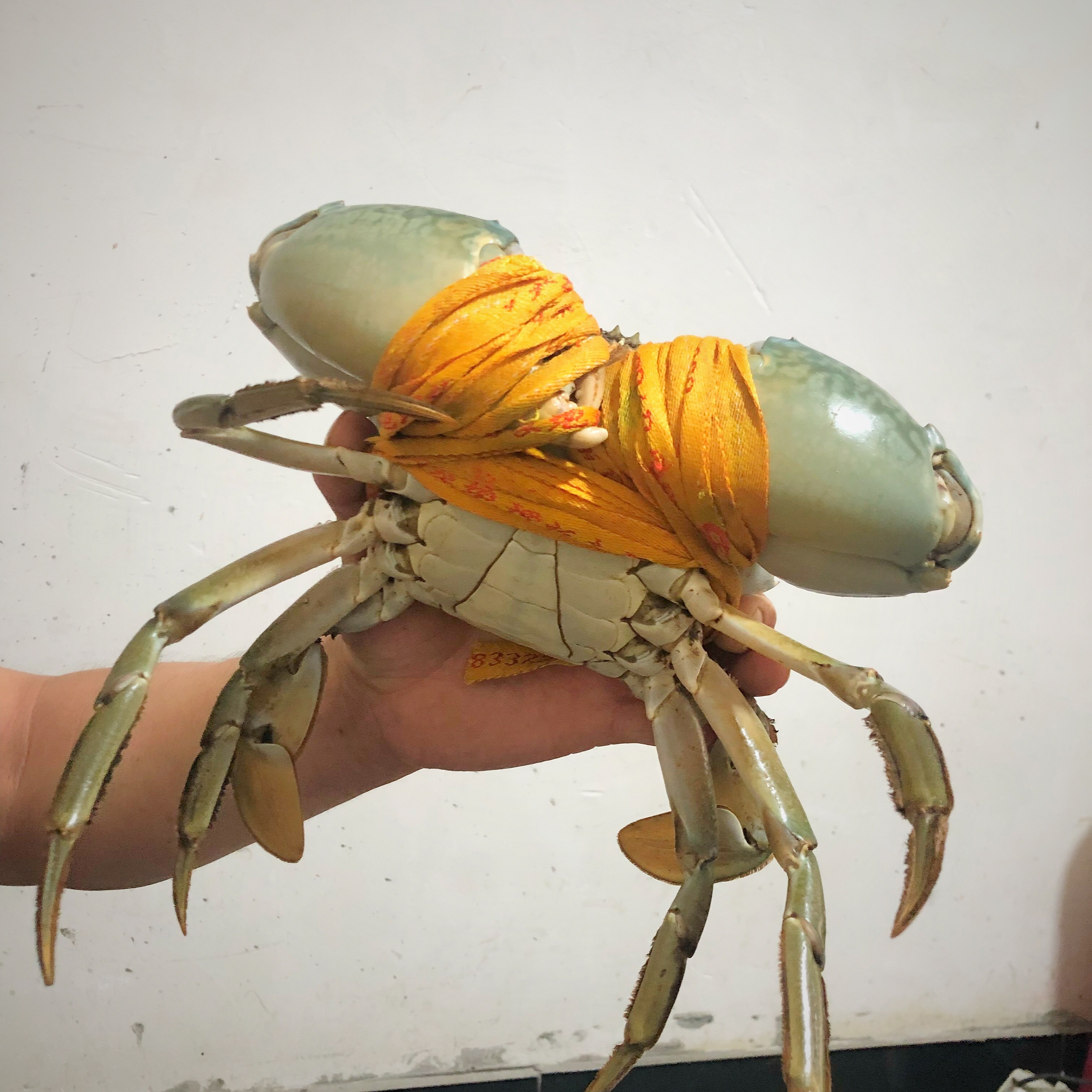 三门青蟹 特大超大单只一斤公蟹海蟹肉蟹螃蟹菜鲟海鲜鲜活水产