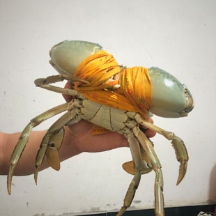 三门青蟹 特大超大单只一斤公蟹海蟹肉蟹螃蟹菜鲟海鲜鲜活水产