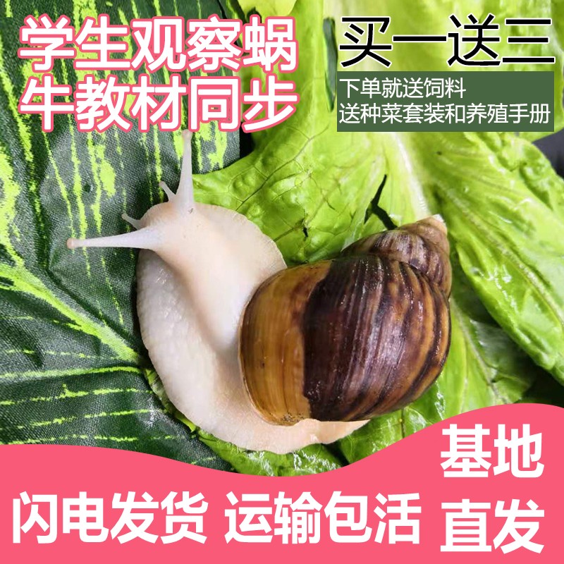 大蜗牛活体宠物白玉蜗牛套装食用蜗牛观察小蜗牛学生科学实验蜗牛 宠物/宠物食品及用品 螺 原图主图