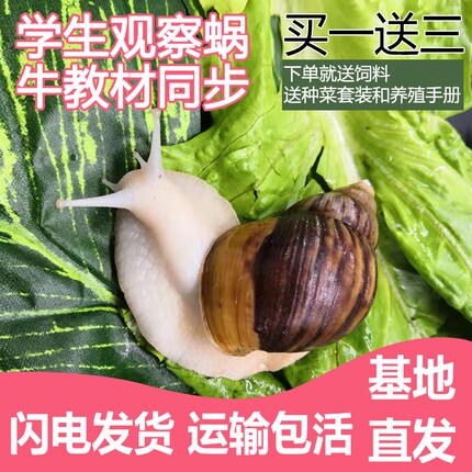 大蜗牛活体宠物白玉蜗牛套装食用蜗牛观察小蜗牛学生科学实验蜗牛