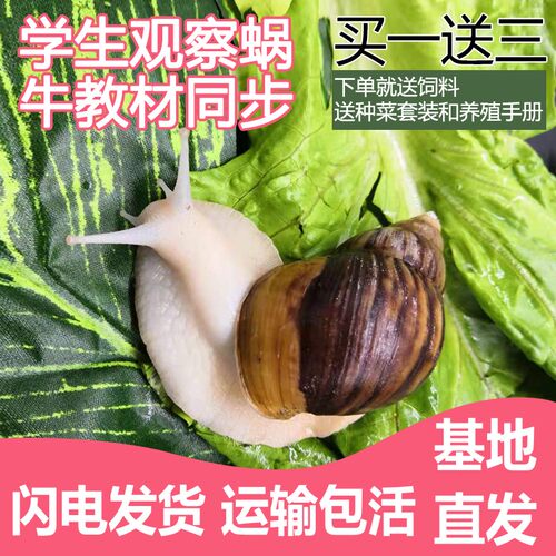 白玉蜗牛学生观察科学课活体蜗牛