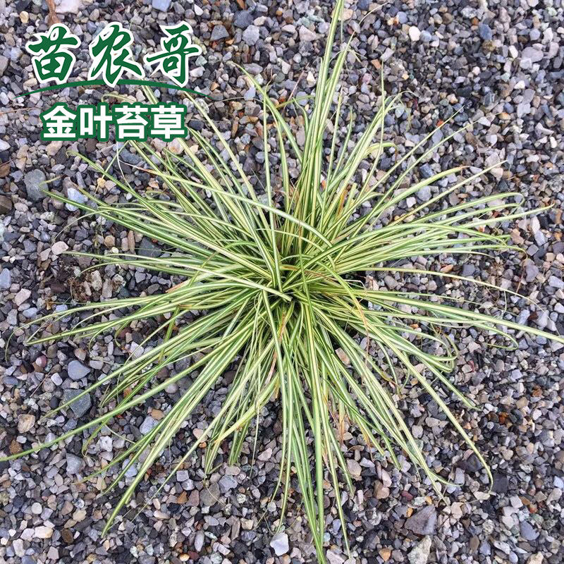 金叶苔草【一件/5丛】点缀庭院园林绿化花园植物 常绿 耐寒在类目 鲜花速递/花卉仿真/绿植园艺, 花卉/绿植盆栽（新）, 绿植中 - 来自Buy2taobao.com提供专业的淘宝代购服务