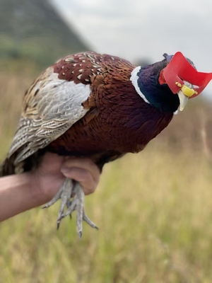 韶关七彩山鸡原生态散养山鸡  活体两只一对 包邮到家只限广东省