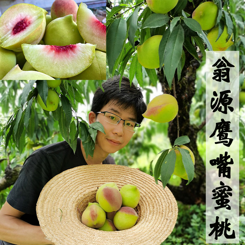 翁源正宗鹰嘴蜜桃广东韶关现摘新鲜水果脆甜多汁孕妇时令水果10斤