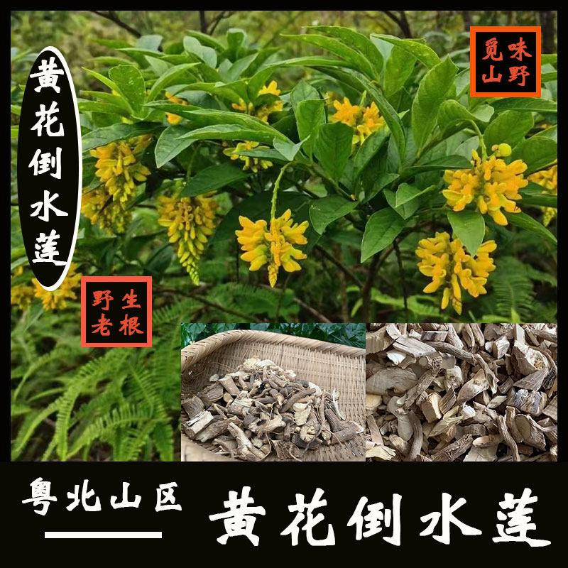 野生黄花倒水莲观音串倒吊黄根黄花远志中药材月子茶煲汤料1斤2斤