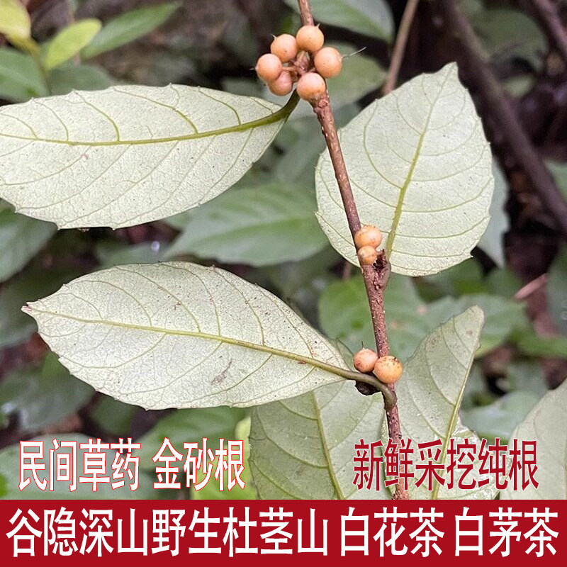 福建谷隐民间草药 野生杜茎山踏天桥金砂根白花茶白茅茶 现采现发
