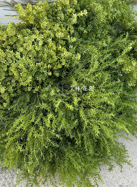 爆款绿植千层金 熊猫竹 圣诞果 竹峰草绿色叶子森系婚礼插花装饰