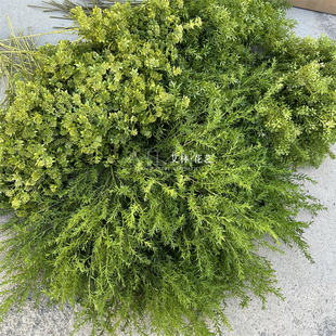 爆款绿植千层金 熊猫竹 圣诞果 竹峰草绿色叶子森系婚礼插花装饰