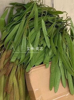 艾林胶片婚庆家居天津扁豆