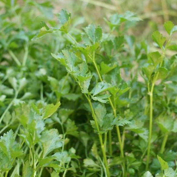 【自种菜福利做到春节】农家老品种香芹茎杆和叶子都可以吃,水产肉类/新鲜蔬果/熟食,其它,淘宝优惠券,粉丝福利购,淘宝优惠卷